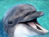 海洋动物模拟器图标