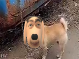 炫狗盒