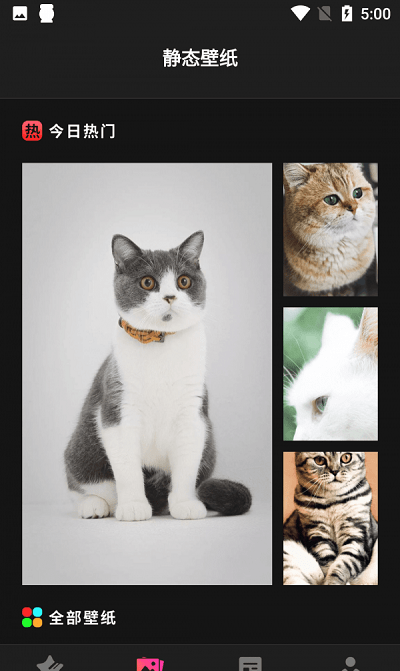猫吖壁纸